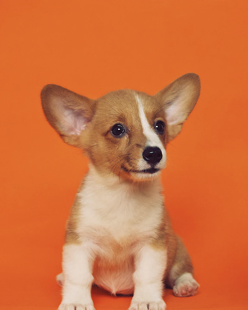 A corgi with very large ears photographed against an orange studio backdrop