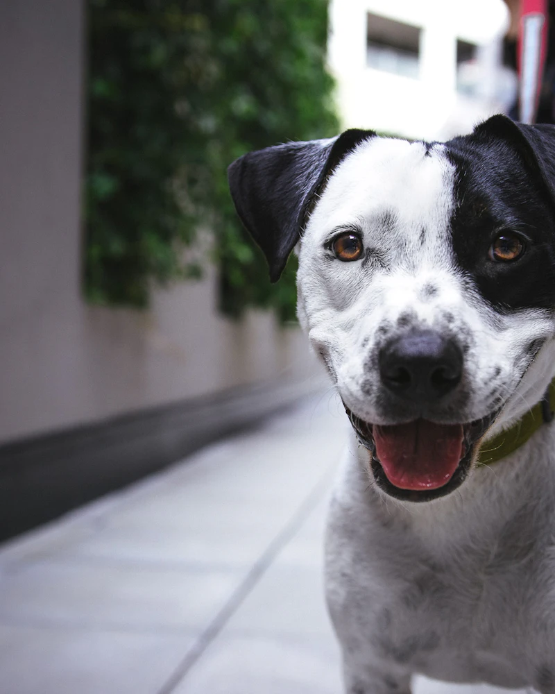 A grinning black-and-white spotted dog — natural tuxedo coloring — in a sunny courtyard