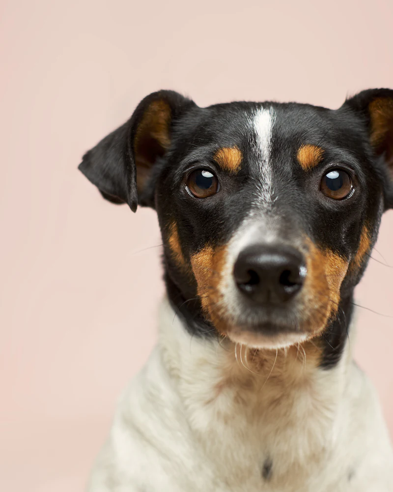 A tricolor Jack Russell terrier photographed against a pink studio backdrop
