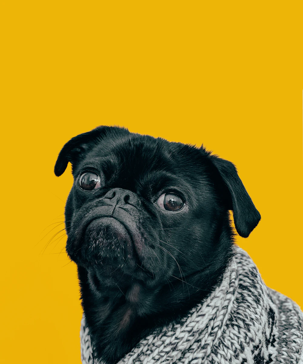 A black pug in a polka-dot scarf looking sideways against a mustard-yellow studio backdrop